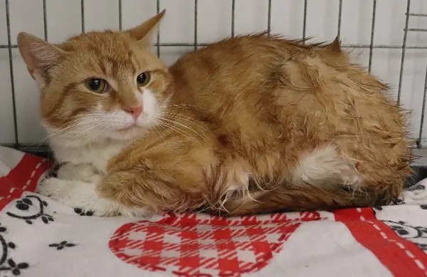 Znaleziono kota, Łódź, 24 kwietnia 2025 (1/5)