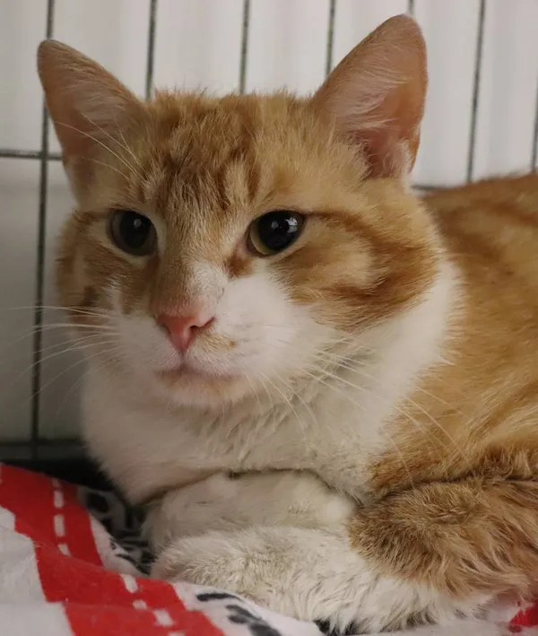 Znaleziono kota, Łódź, 24 kwietnia 2025 (2/5)