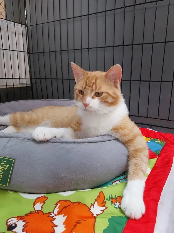 Znaleziono kota, Łódź, 24 kwietnia 2025 (3/5)