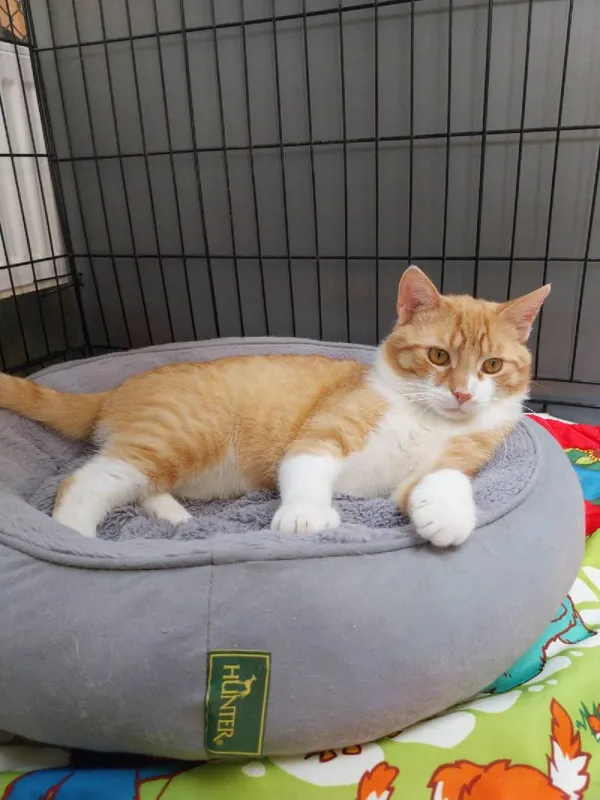 Znaleziono kota, Łódź, 24 kwietnia 2025 (4/5)