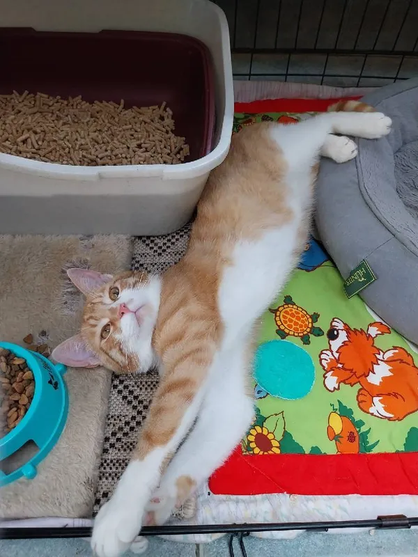 Znaleziono kota, Łódź, 24 kwietnia 2025 (5/5)