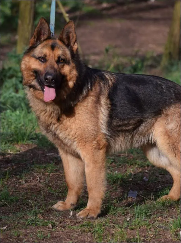 Znaleziono psa, Grudziądz, 5 stycznia 2025