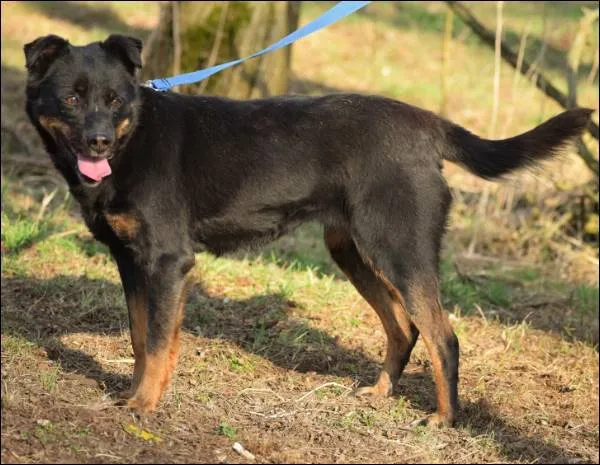 Znaleziono psa, Grudziądz, 31 października 2022