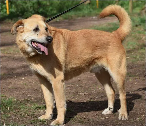 Znaleziono psa, Grudziądz, 16 sierpnia 2022