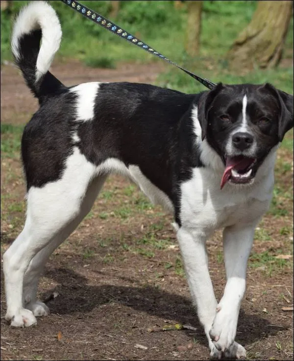 Znaleziono psa, Grudziądz, 27 września 2024