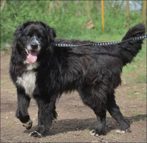 Znaleziono psa, Grudziądz, 5 listopada 2022