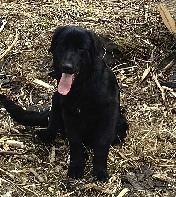 Zaginął pies, Łódź, 25 kwietnia 2025