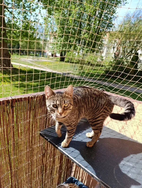 Zaginął kot, Łódź, 25 kwietnia 2025