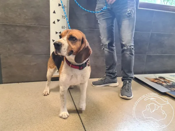 Znaleziono psa, Chełmek, 25 kwietnia 2025