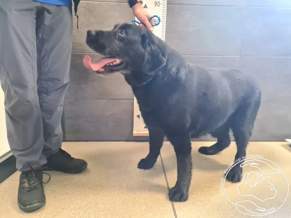 Znaleziono psa, Chełmek, 25 kwietnia 2025