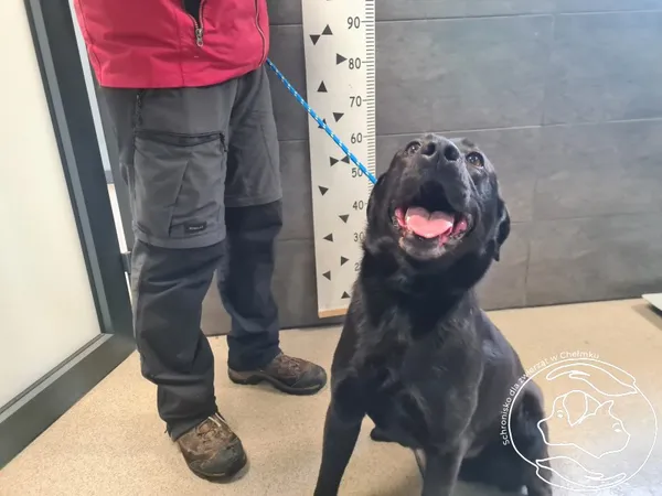 Znaleziono psa, Chełmek, 24 kwietnia 2025