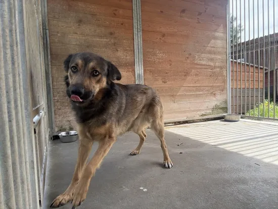 Pies do adopcji, Kraków, 9 kwietnia 2025