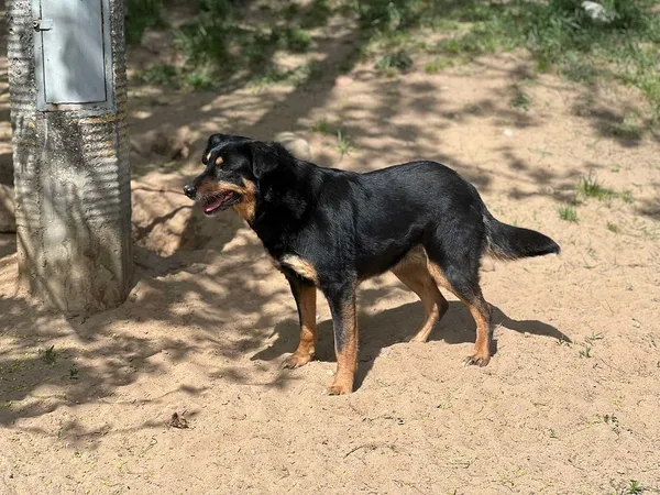 Pies do adopcji, Bydgoszcz, 25 kwietnia 2025 (2/4)