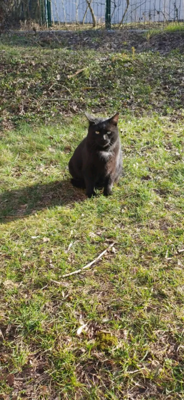 Zaginął kot, Toruń, Chełmińskie Przedmieście, 25 kwietnia 2025