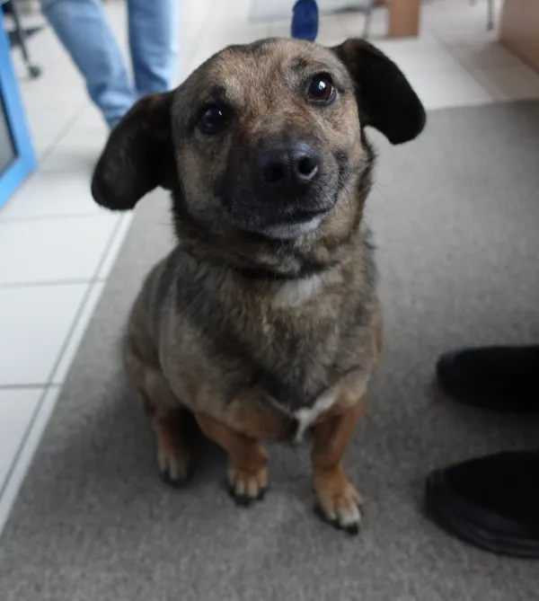 Znaleziono psa, Gdańsk, 25 kwietnia 2025