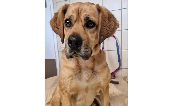 Znaleziono psa, Wrocław, 25 kwietnia 2025