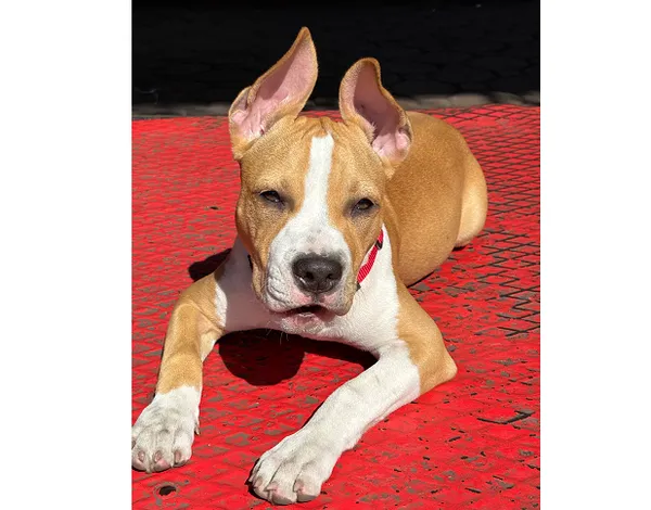 Znaleziono psa, Wrocław, 25 kwietnia 2025