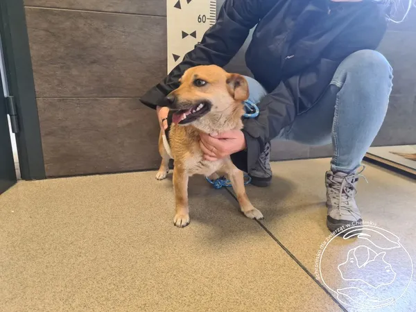 Pies do adopcji, Chełmek, 7 kwietnia 2025