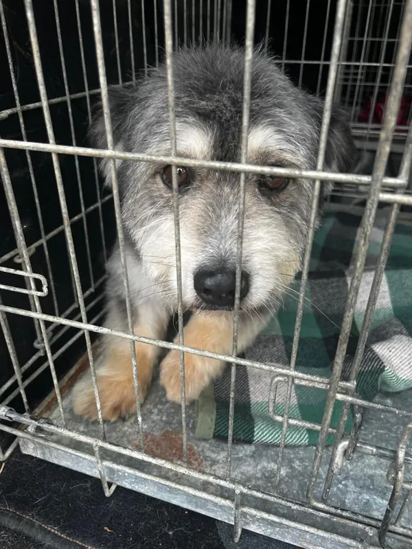 Pies do adopcji, Orzechowce, 25 kwietnia 2025 (1/4)