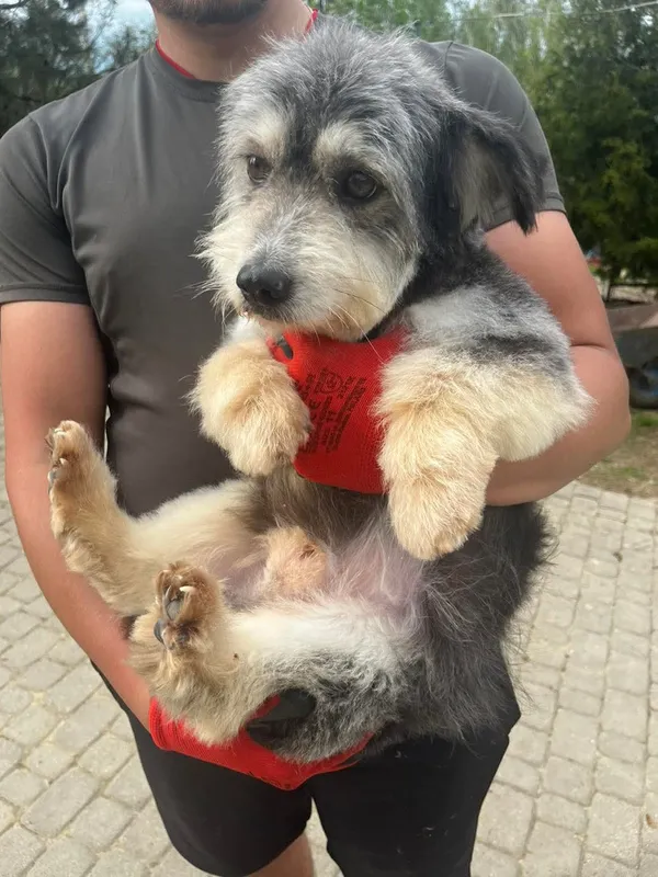 Pies do adopcji, Orzechowce, 25 kwietnia 2025 (3/4)