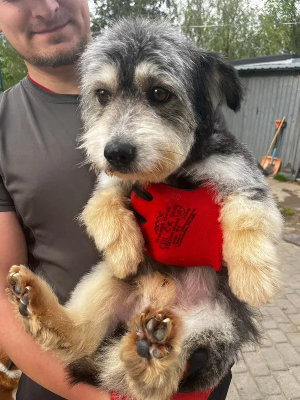 Pies do adopcji, Orzechowce, 25 kwietnia 2025 (4/4)