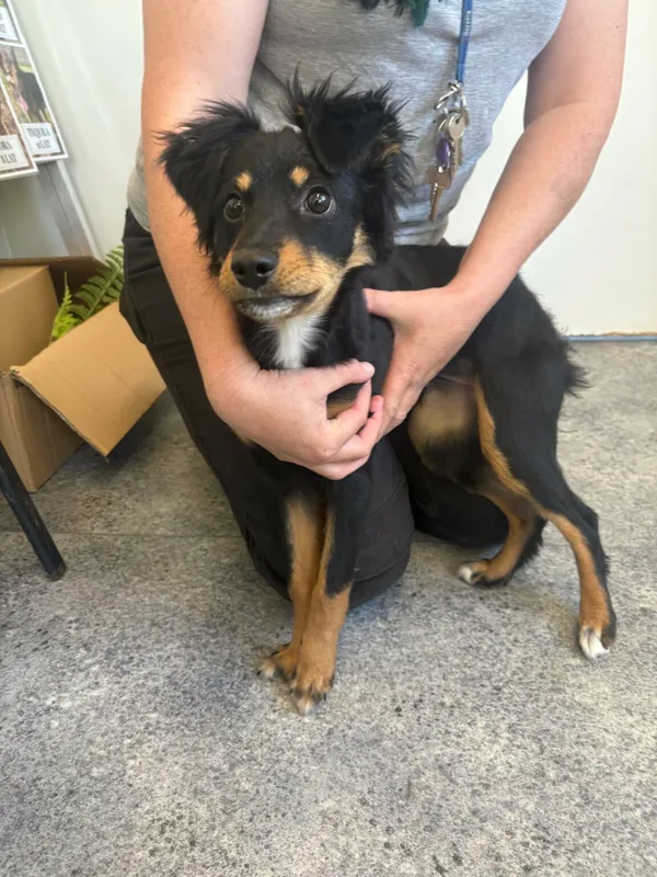 Pies do adopcji, Henrykowo, 25 kwietnia 2025 (2/2)