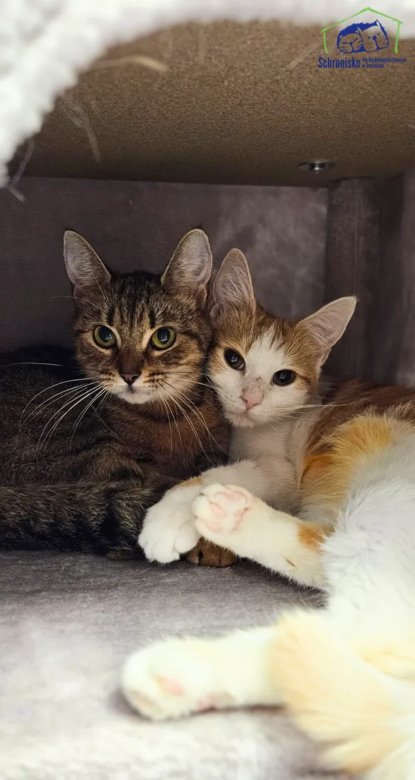 Kot do adopcji, Szczecin, 25 kwietnia 2025 (1/2)