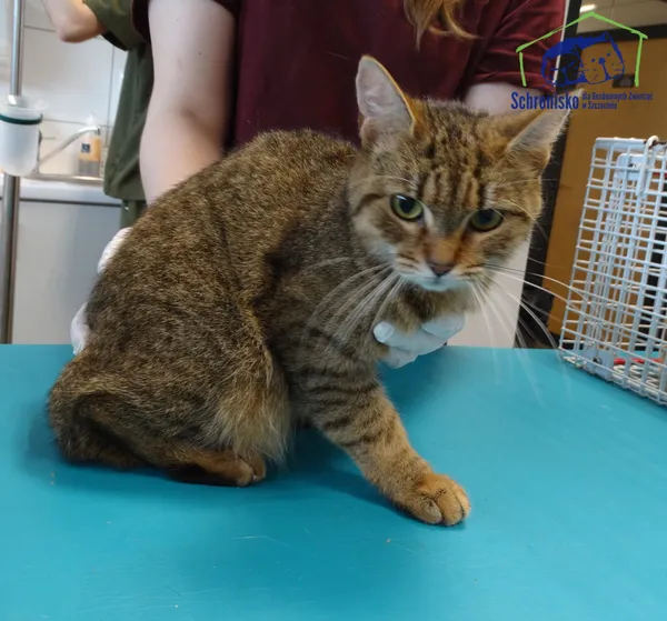 Kot do adopcji, Szczecin, 25 kwietnia 2025 (2/2)