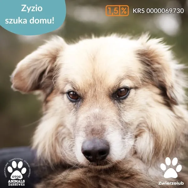 Pies do adopcji, Dąbrówka, 25 kwietnia 2025 (1/5)