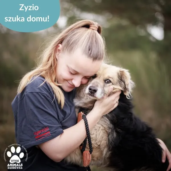 Pies do adopcji, Dąbrówka, 25 kwietnia 2025 (2/5)