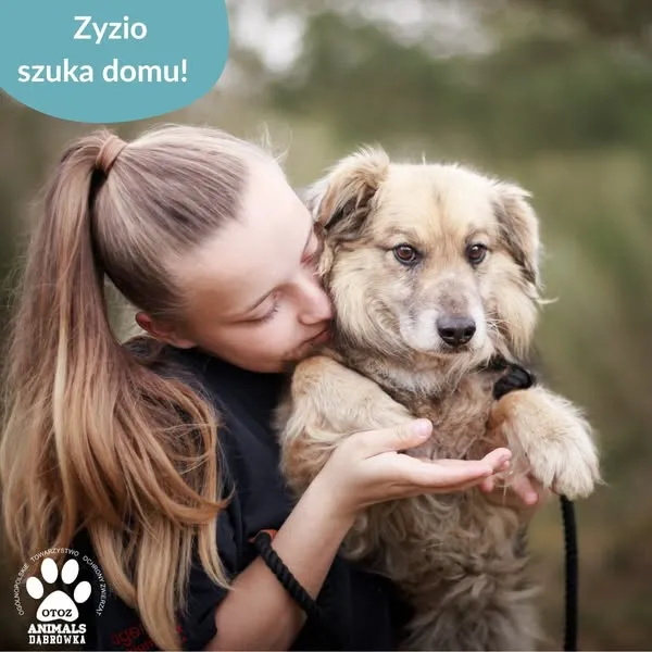 Pies do adopcji, Dąbrówka, 25 kwietnia 2025 (3/5)