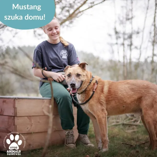 Pies do adopcji, Dąbrówka, 25 kwietnia 2025 (2/5)