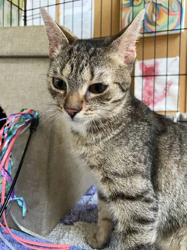 Znaleziono kota, Łódź, 25 kwietnia 2025 (3/5)