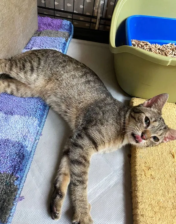 Znaleziono kota, Łódź, 25 kwietnia 2025 (4/5)