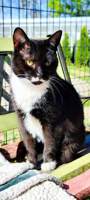 Kot do adopcji, Piła, 25 sierpnia 2024 (2/3)