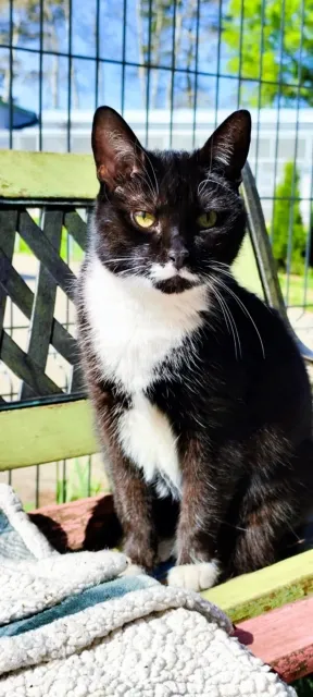 Kot do adopcji, Piła, 25 sierpnia 2024 (3/3)