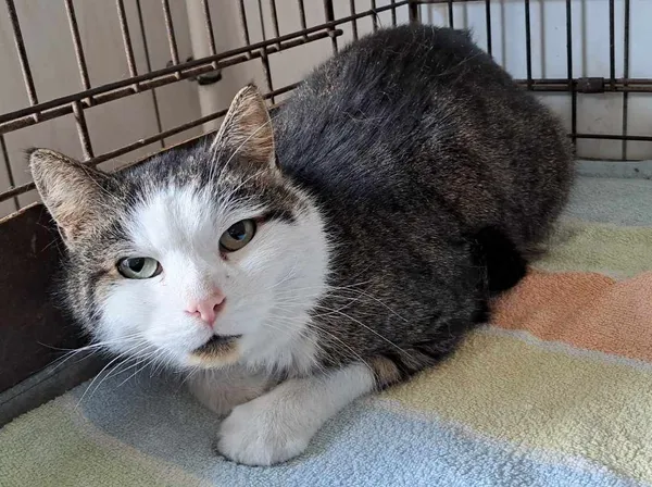 Kot do adopcji, Olsztyn, 8 kwietnia 2025 (2/2)