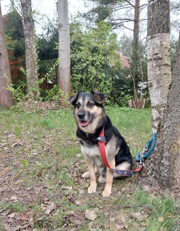 Znaleziono psa, Olsztyn, 25 kwietnia 2025