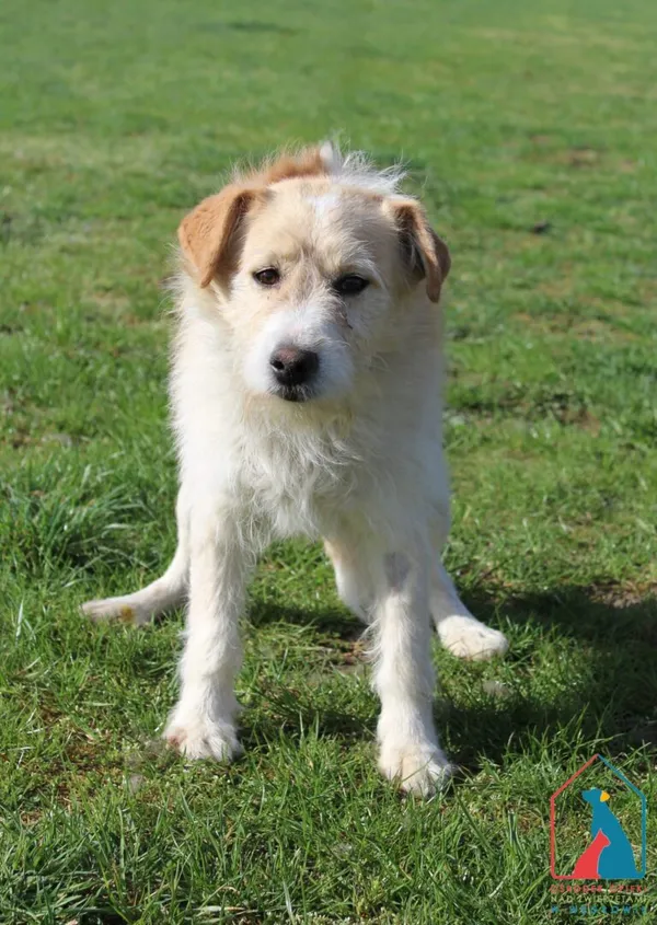 Pies do adopcji, Grudziądz, 18 kwietnia 2025