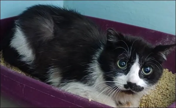 Znaleziono kota, Grudziądz, 23 kwietnia 2025