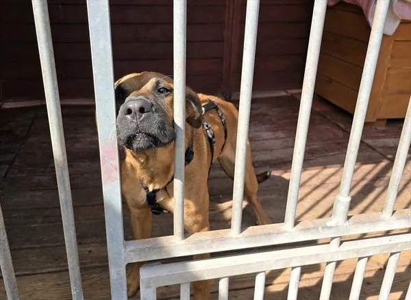 Pies do adopcji, Gorzów Wielkopolski, 22 kwietnia 2025