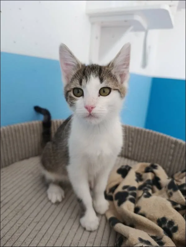 Znaleziono kota, Grudziądz, 31 stycznia 2025