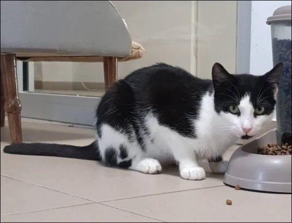 Znaleziono kota, Grudziądz, 16 marca 2025