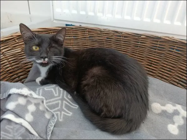 Znaleziono kota, Grudziądz, 4 kwietnia 2025