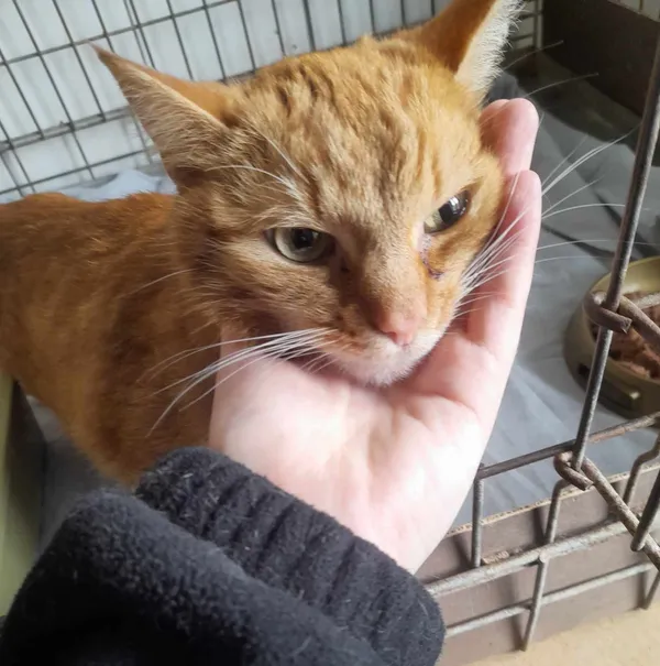 Znaleziono kota, Olsztyn, 23 kwietnia 2025