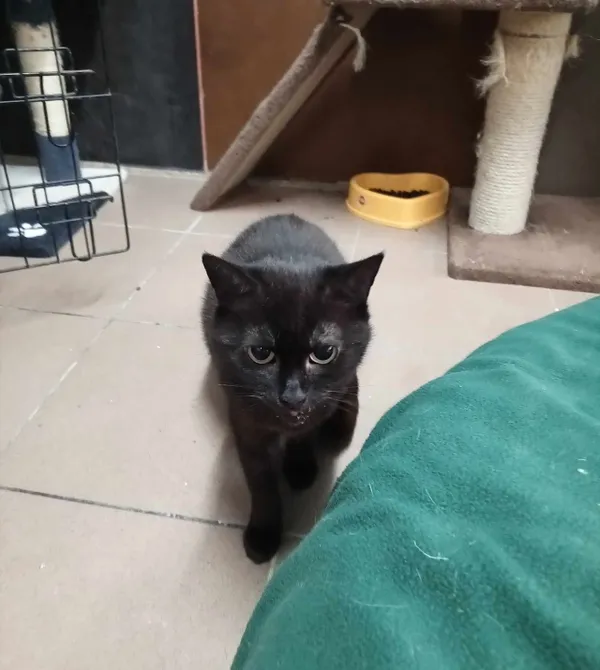 Kot do adopcji, Konin, 9 sierpnia 2021 (2/3)