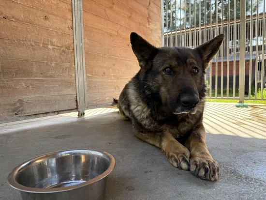 Pies do adopcji, Kraków, 11 kwietnia 2025