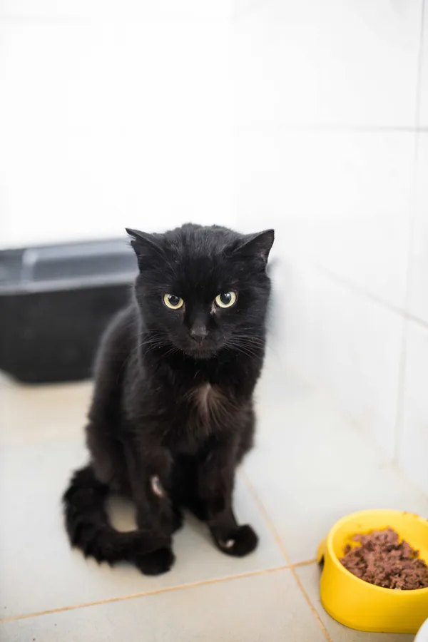 Kot do adopcji, Sosnowiec, 10 lutego 2025 (1/2)