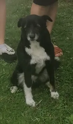 Zaginął pies, Kraków, Bieżanów, 26 kwietnia 2025 (1/2)