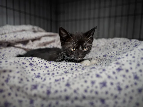 Znaleziono kota, Sosnowiec, 26 kwietnia 2025 (1/3)